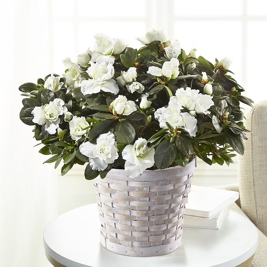 White Azalea Plant - Salem Florist