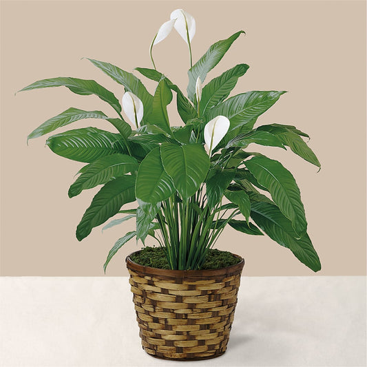 Tranquil Moments Peace Lily Plant - Salem Florist