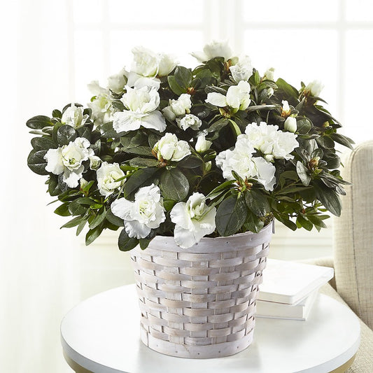 White Azalea Plant - Salem Florist