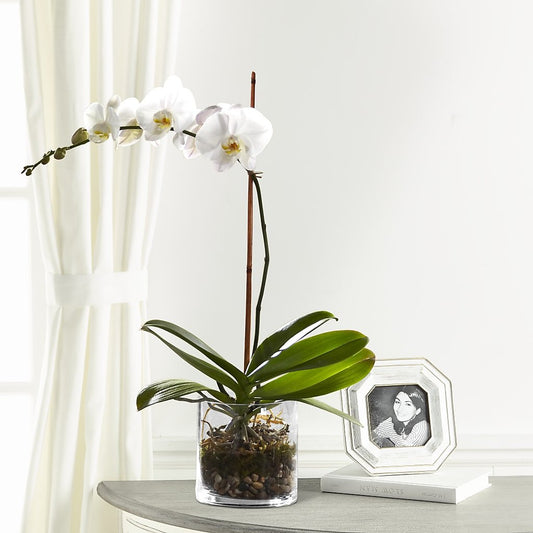 White Orchid Planter - Salem Florist
